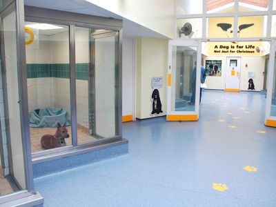 Dog Rescue Rehoming Adoption Snetterton Norfolk Dogs Trust
